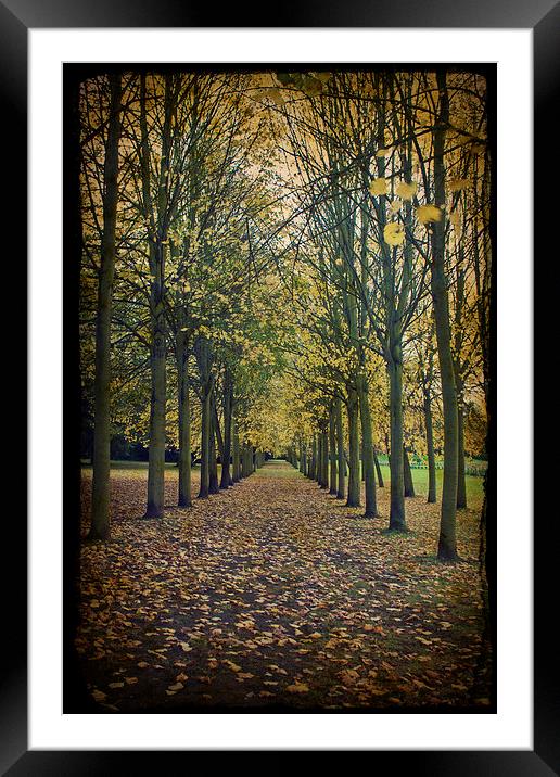 Autumn Leaves Framed Mounted Print by Graham Custance