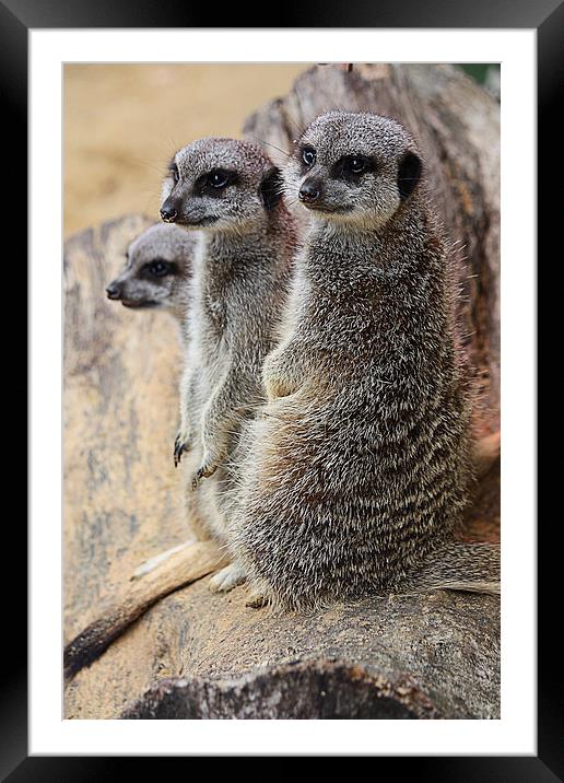 Compare the Meerkats Framed Mounted Print by Graham Custance