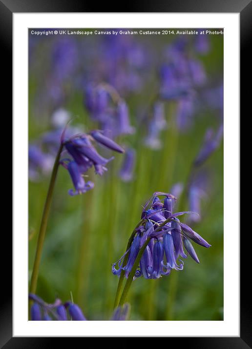 Bluebells at Sunrise Framed Mounted Print by Graham Custance