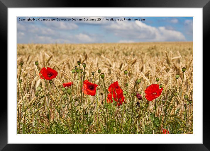 Poppy Field Framed Mounted Print by Graham Custance