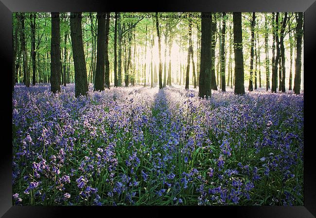  Bluebell Woods  Framed Print by Graham Custance