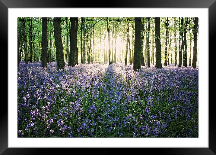  Bluebell Woods  Framed Mounted Print by Graham Custance