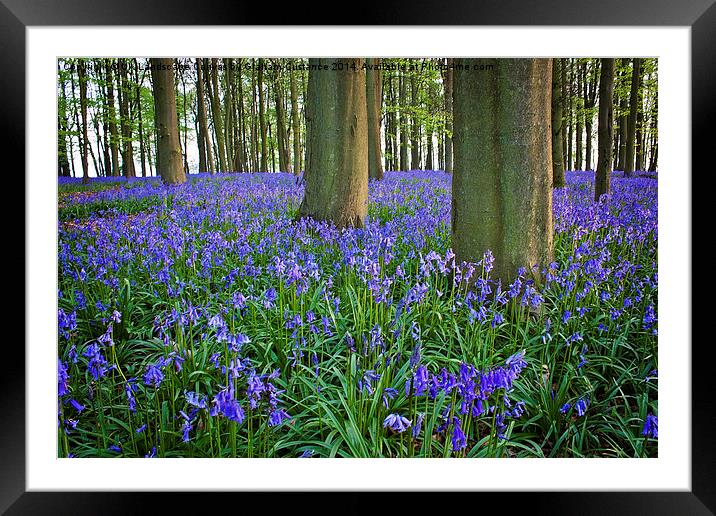 Bluebells Framed Mounted Print by Graham Custance