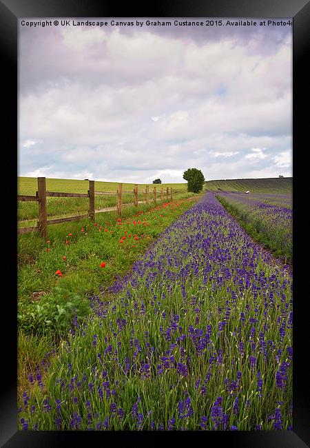  Lavender Field Framed Print by Graham Custance
