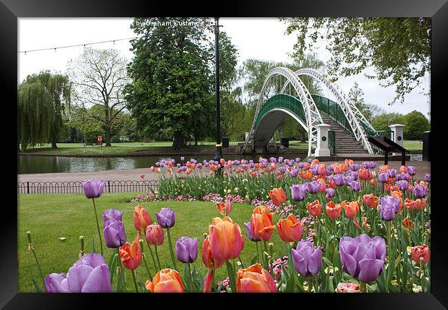  Bedford Tulips Framed Print by Graham Custance