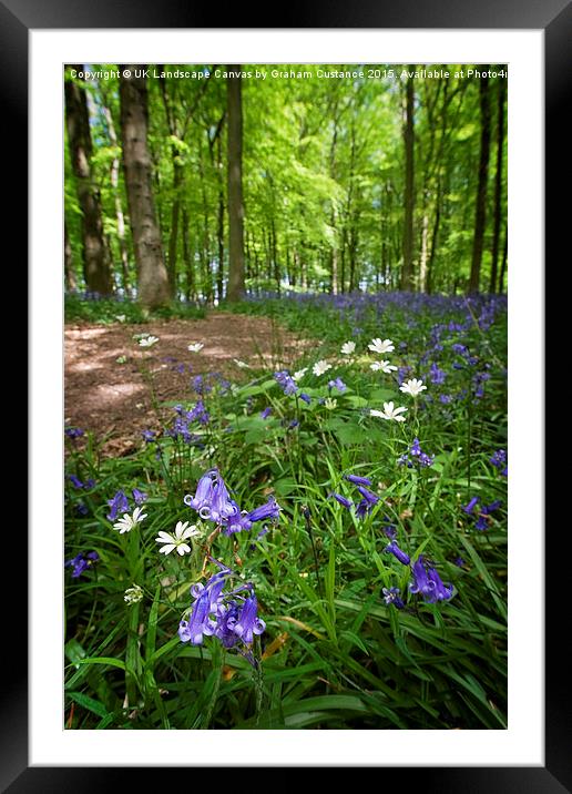 Bluebell Woods, Ashridge Framed Mounted Print by Graham Custance