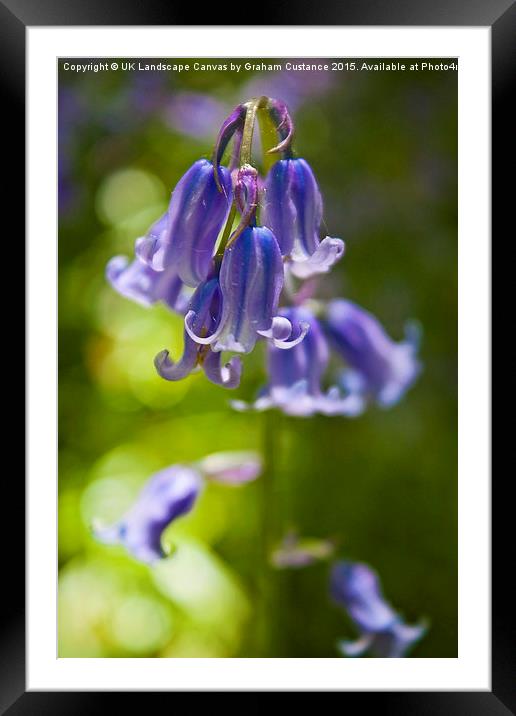 Bluebells Framed Mounted Print by Graham Custance