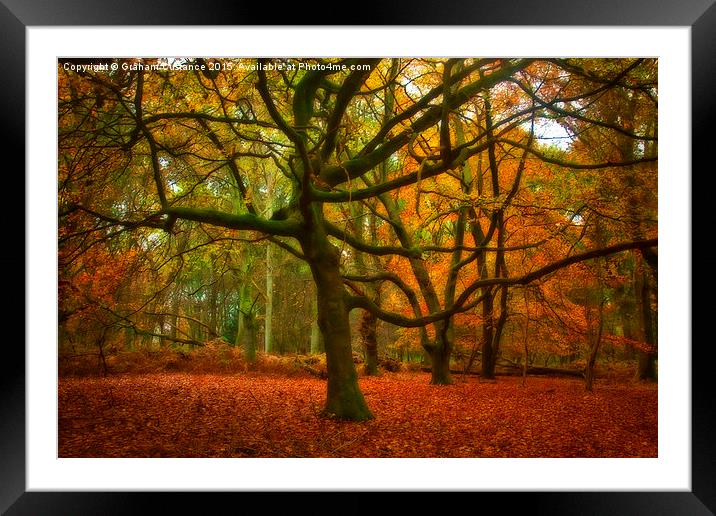 Autumn Gold Framed Mounted Print by Graham Custance