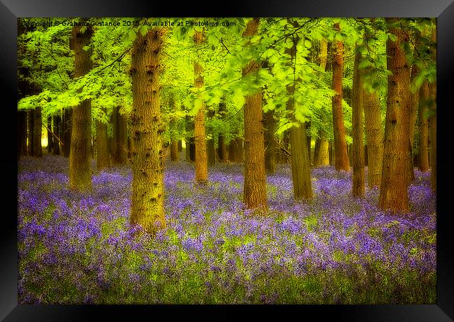 Bluebell Woods Framed Print by Graham Custance
