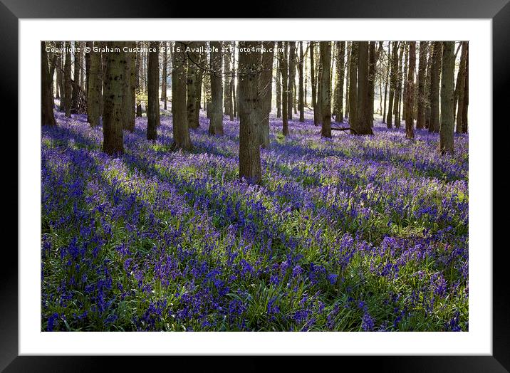 Carpet of Bluebells Framed Mounted Print by Graham Custance