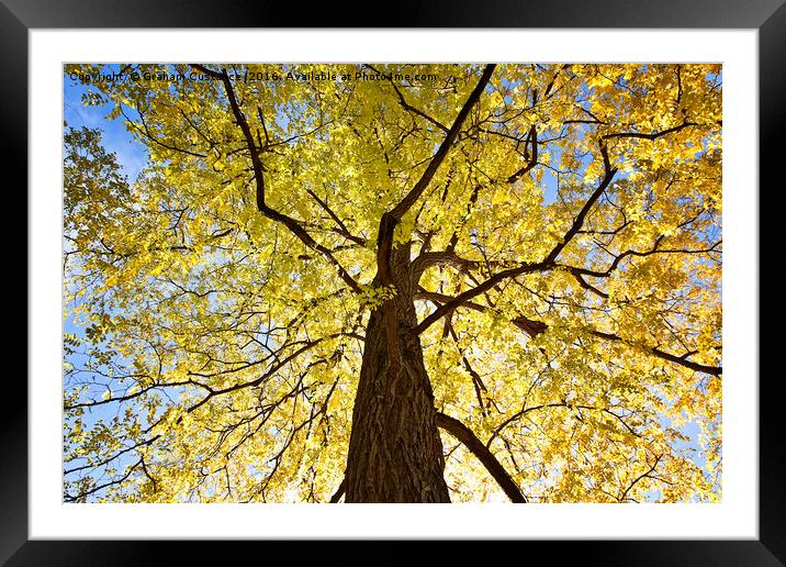 Golden Tree Framed Mounted Print by Graham Custance