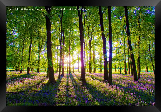 Bluebell Woods Framed Print by Graham Custance