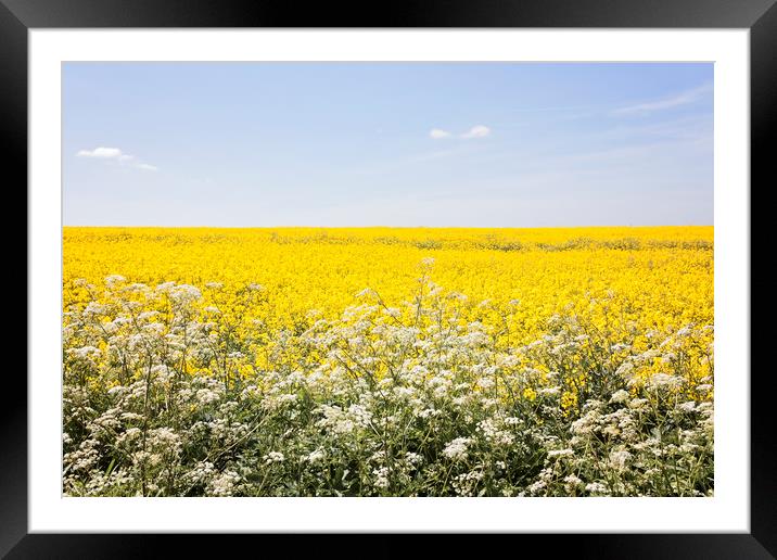 Yellow Framed Mounted Print by Graham Custance