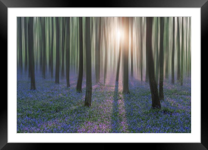 Bluebell Woods Framed Mounted Print by Graham Custance