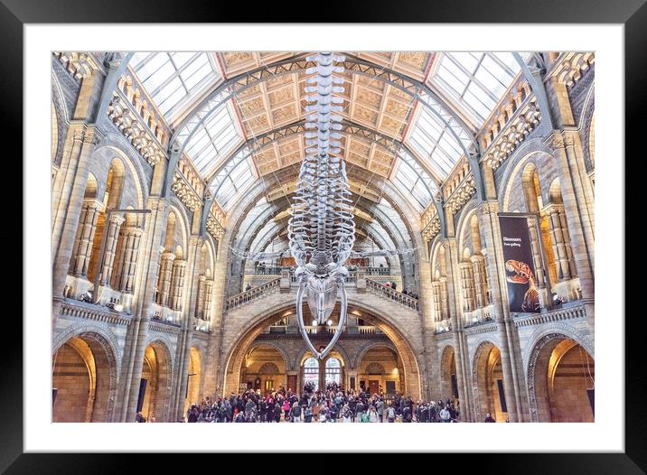 Natural History Museum Framed Mounted Print by Graham Custance