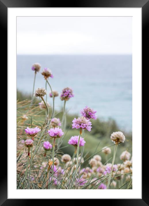 Sea Thrift Framed Mounted Print by Graham Custance