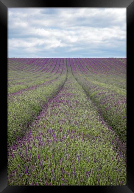 Lavender Field Framed Print by Graham Custance