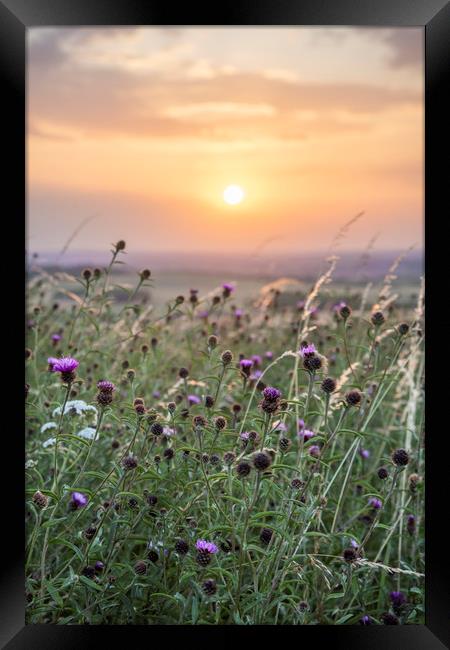 Wildflowers at sunset Framed Print by Graham Custance