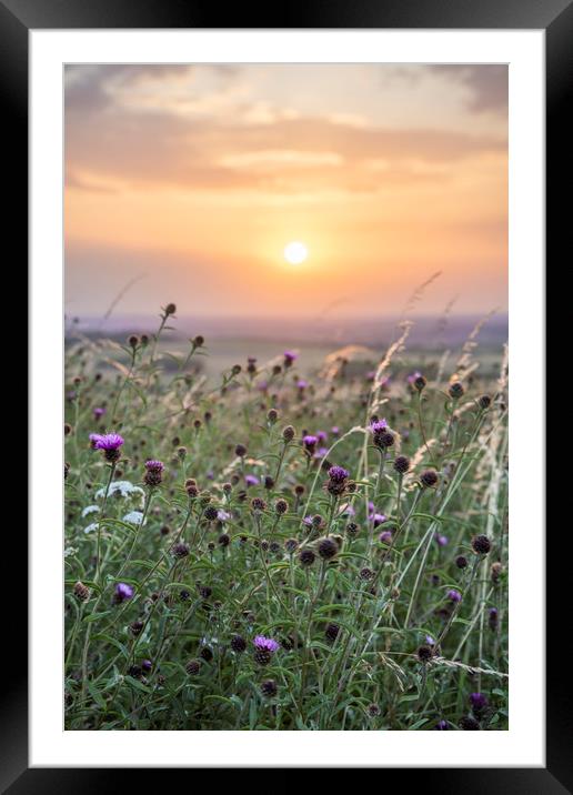 Wildflowers at sunset Framed Mounted Print by Graham Custance