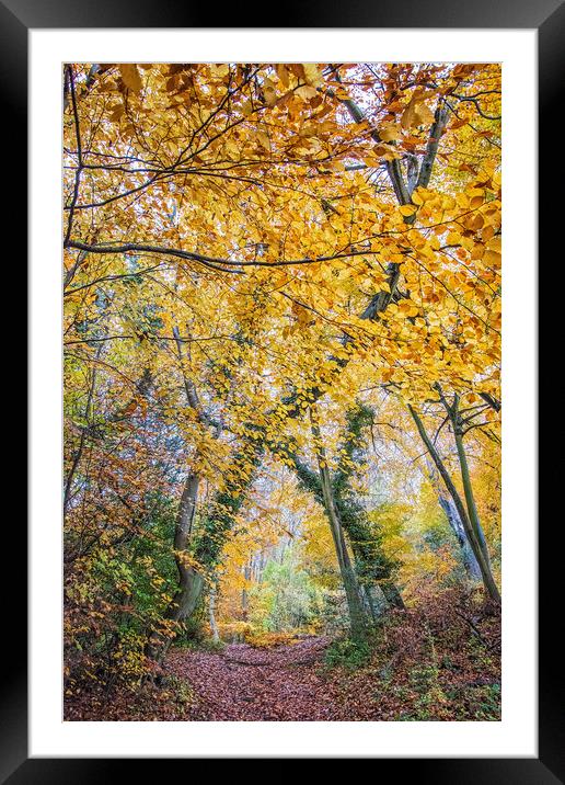 Autumn Framed Mounted Print by Graham Custance