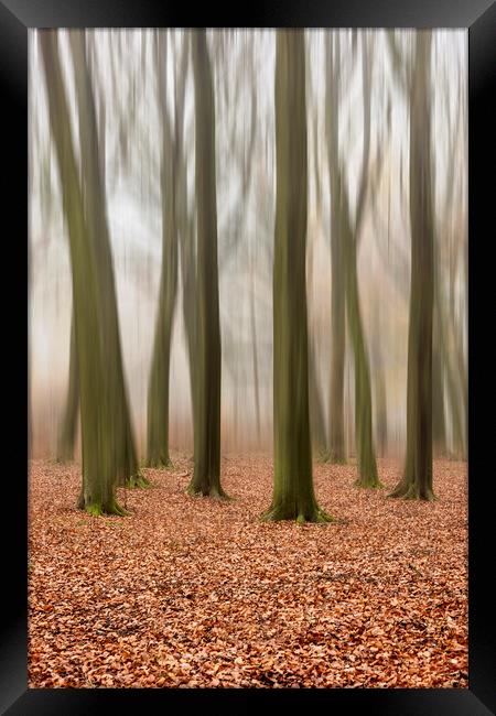 Autumn Trees Framed Print by Graham Custance