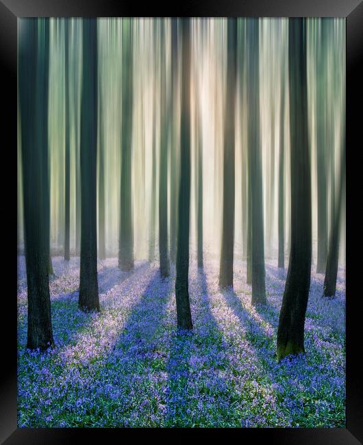 Bluebell Woods Framed Print by Graham Custance