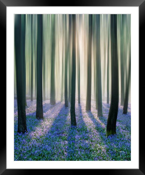 Bluebell Woods Framed Mounted Print by Graham Custance