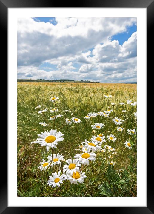 Daisies Framed Mounted Print by Graham Custance