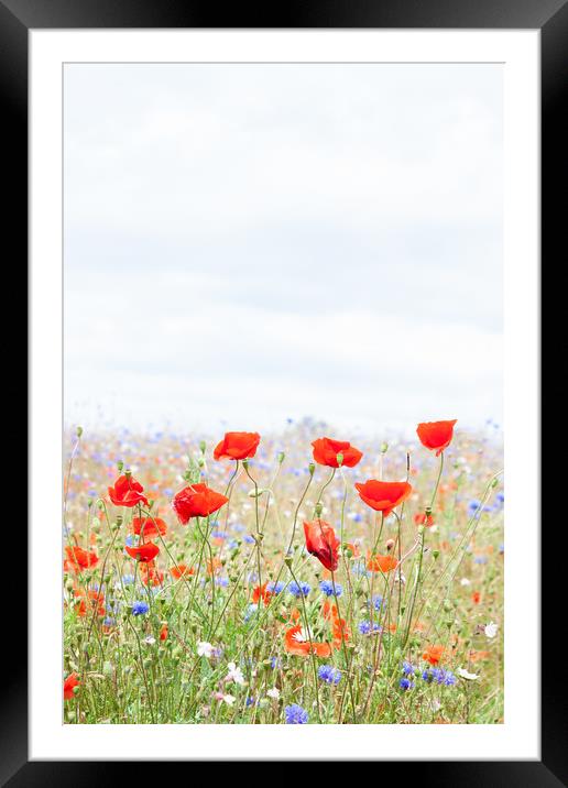 Poppies Framed Mounted Print by Graham Custance