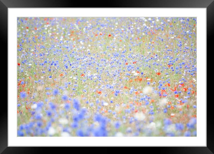 Wildflower Meadow Framed Mounted Print by Graham Custance