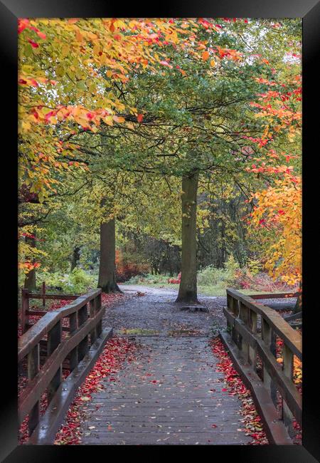 Ashridge Forest Framed Print by Graham Custance