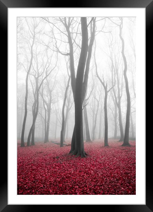 Autumn Woods Framed Mounted Print by Graham Custance