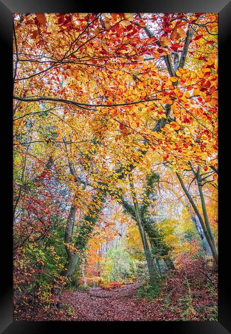 Ashridge Forest Framed Print by Graham Custance