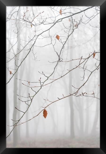 Lone Leaf  Framed Print by Graham Custance