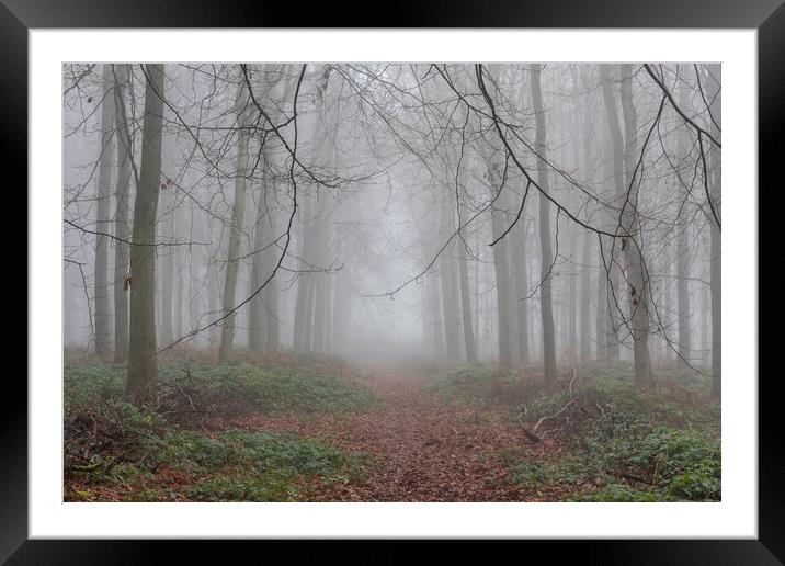 Autumn Trees Framed Mounted Print by Graham Custance