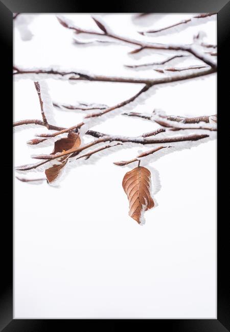 Winter Leaf Framed Print by Graham Custance