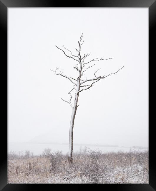 Lone Tree Framed Print by Graham Custance