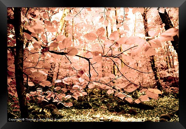 Pink Tree Forest Framed Print by Thomas Lynch