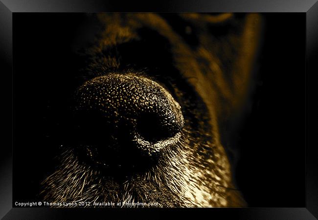 Abstract dog snout Framed Print by Thomas Lynch