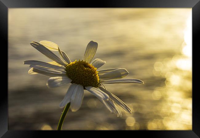 Sunlight daisy over glistening water Framed Print by Thomas Lynch