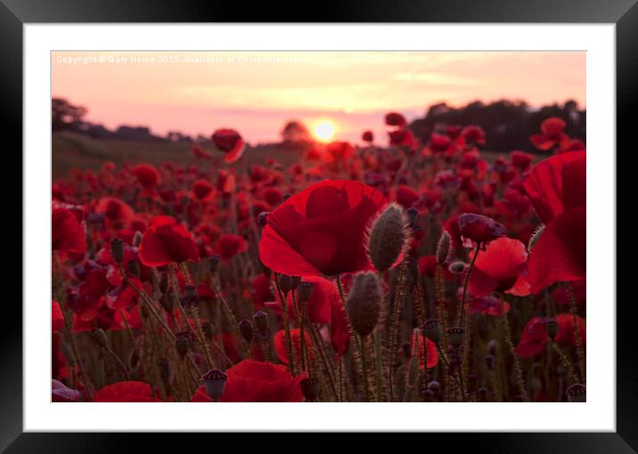  The Poppies of Remembrance  Framed Mounted Print by Gary Horne