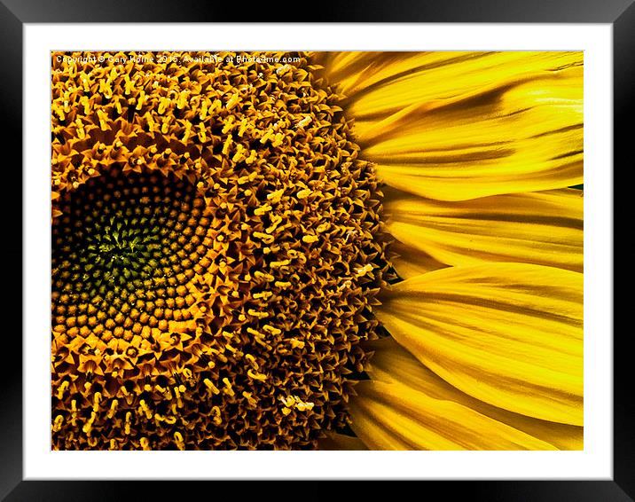Here Comes the Sun Framed Mounted Print by Gary Horne