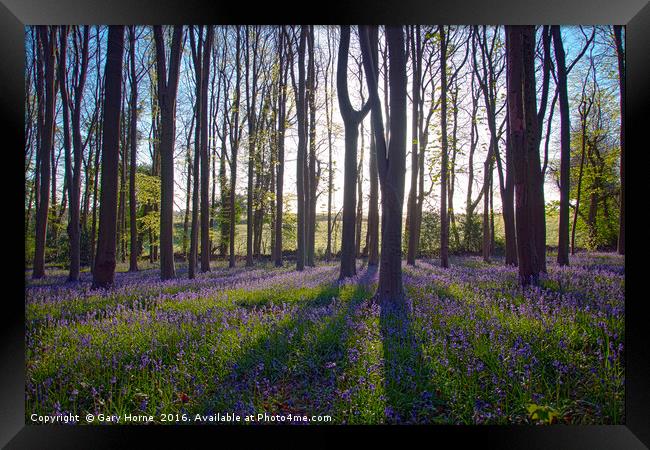 Bluebells at Dawn Framed Print by Gary Horne