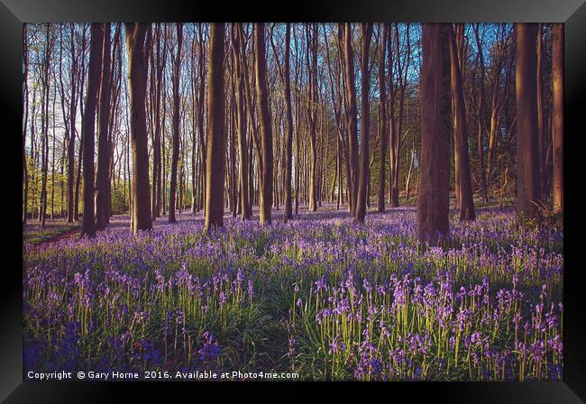 Bluebells at Dawn Framed Print by Gary Horne