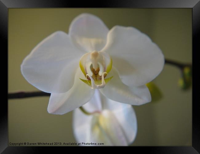Orchid Temptress Framed Print by Darren Whitehead