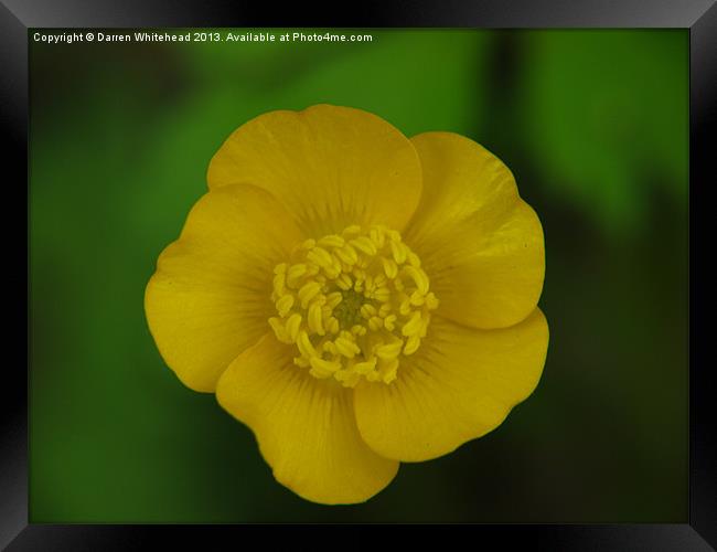 Build Me Up, Buttercup Framed Print by Darren Whitehead