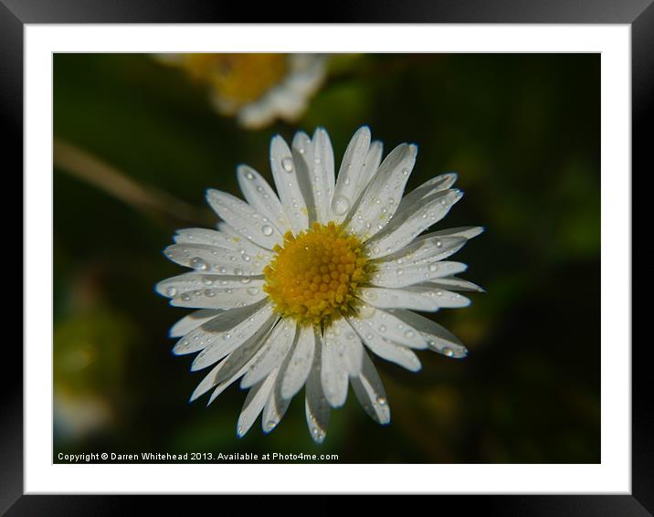 Daisy Stain Framed Mounted Print by Darren Whitehead