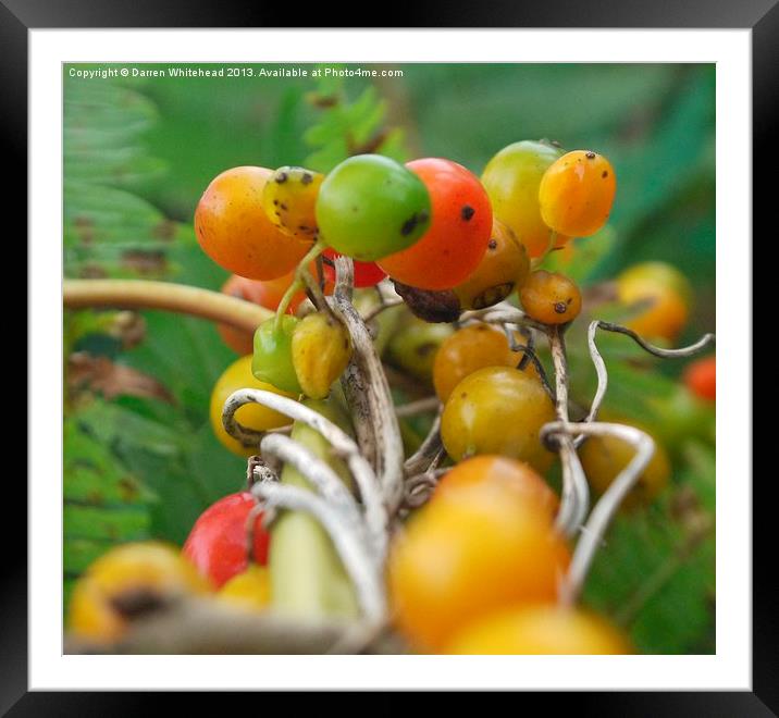 Berry Medley Framed Mounted Print by Darren Whitehead