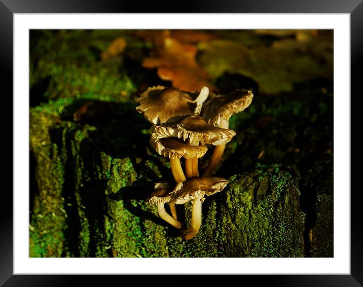 Fungi To Be With (Landscape) Framed Mounted Print by Darren Whitehead
