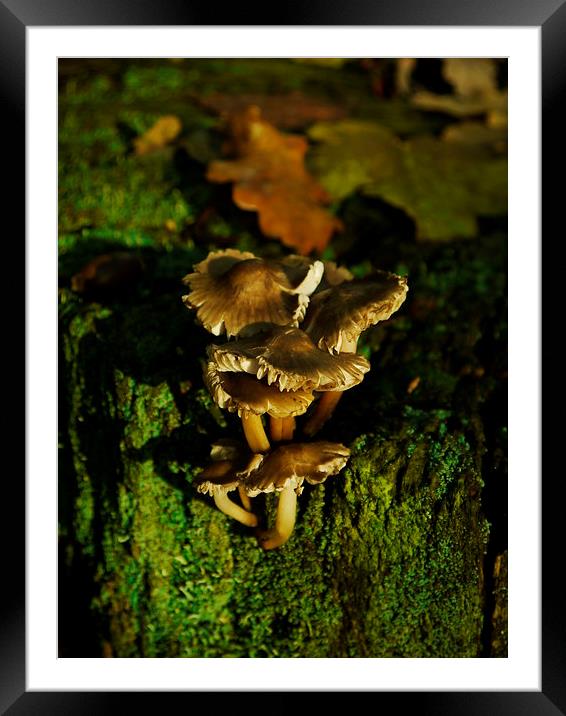 Fungi To Be With (Portrait) Framed Mounted Print by Darren Whitehead